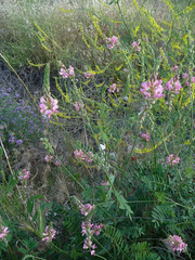 Onobrychis viciifolia