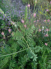 Onobrychis viciifolia