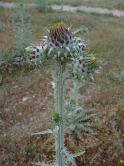 Onopordum illyricum