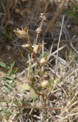 Silene tridentata