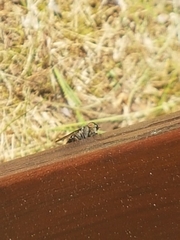 Hybomitra bimaculata