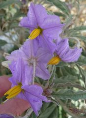 Solanum elaeagnifolium