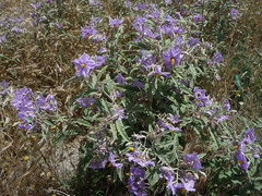 Solanum elaeagnifolium