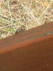 Hybomitra bimaculata