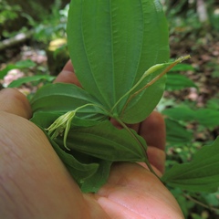 Prosartes lanuginosa