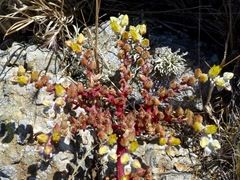 Dudleya greenei