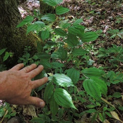 Prosartes lanuginosa
