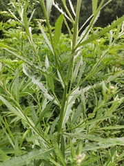 Cirsium arvense