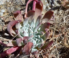 Dudleya greenei