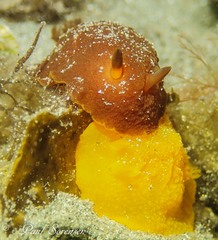 Dendrodorididae