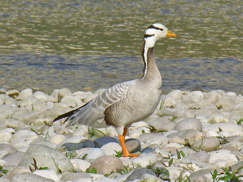 Bar-headed Goose, photo 7 of 8