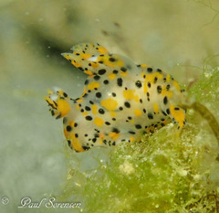 Thecacera pennigera