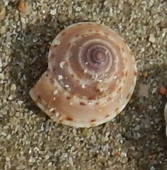Architectonica