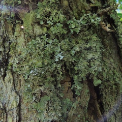 Punctelia appalachensis