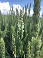 Alopecurus myosuroides