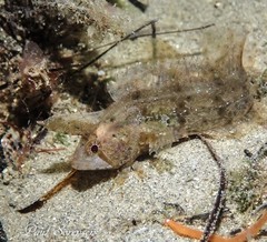 Cristiceps australis