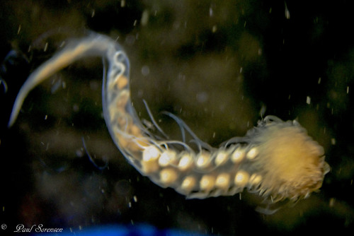 Representative image of Polycirrus