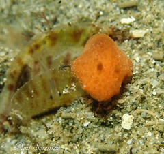 Discodoris paroa