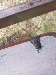 Hybomitra bimaculata