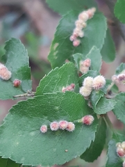 Eriophyes homophyllus