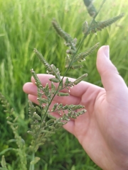 Beckmannia eruciformis