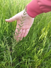 Beckmannia eruciformis