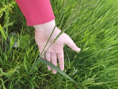 Beckmannia eruciformis