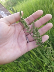 Beckmannia eruciformis