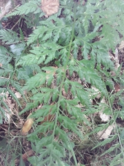 Asplenium adiantum-nigrum