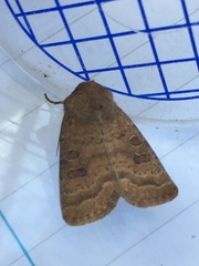 Hoplodrina octogenaria