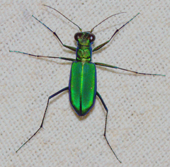 Cicindela whithillii