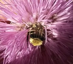 Trichiotinus texanus