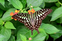 Graphium agamemnon