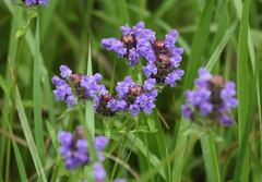 Prunella vulgaris asiatica