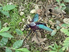 Microstylum oberthurii