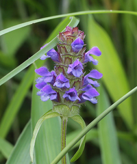 Prunella vulgaris asiatica