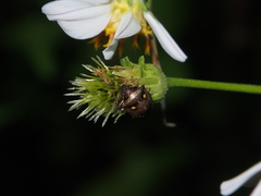 Eysarcoris guttigerus