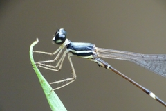 Protosticta gravelyi