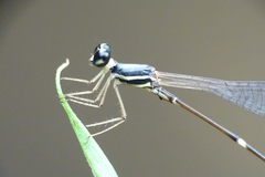 Protosticta gravelyi