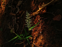 Eragrostis amabilis