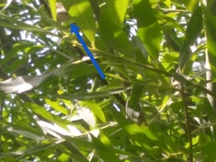 Curruca curruca curruca