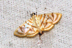 Dichocrocis pyrrhalis