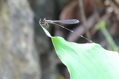 Protosticta gravelyi