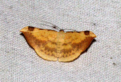 Luxiaria phyllosaria