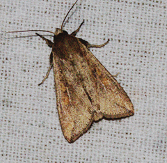 Mythimna separata