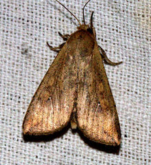 Mythimna separata