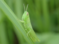 Oxya yezoensis