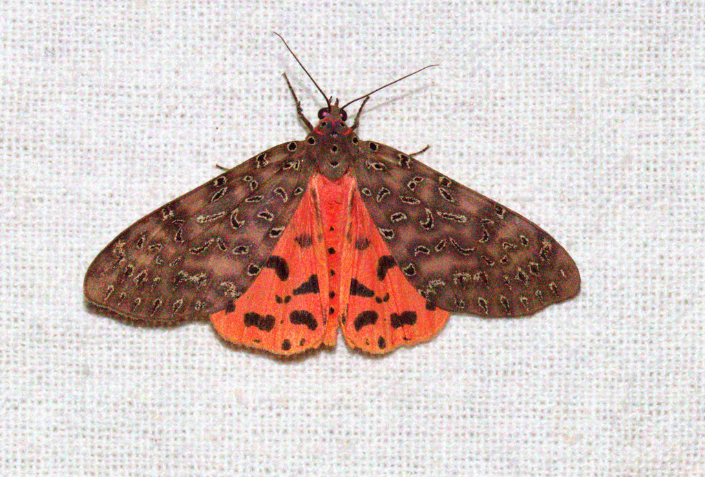 Mangina syringa