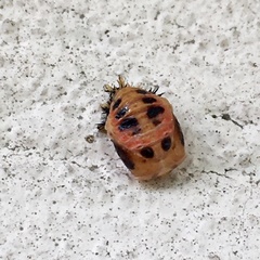 Harmonia axyridis