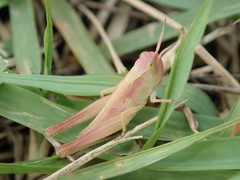 Aiolopus thalassinus tamulus